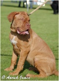 Pups 2008